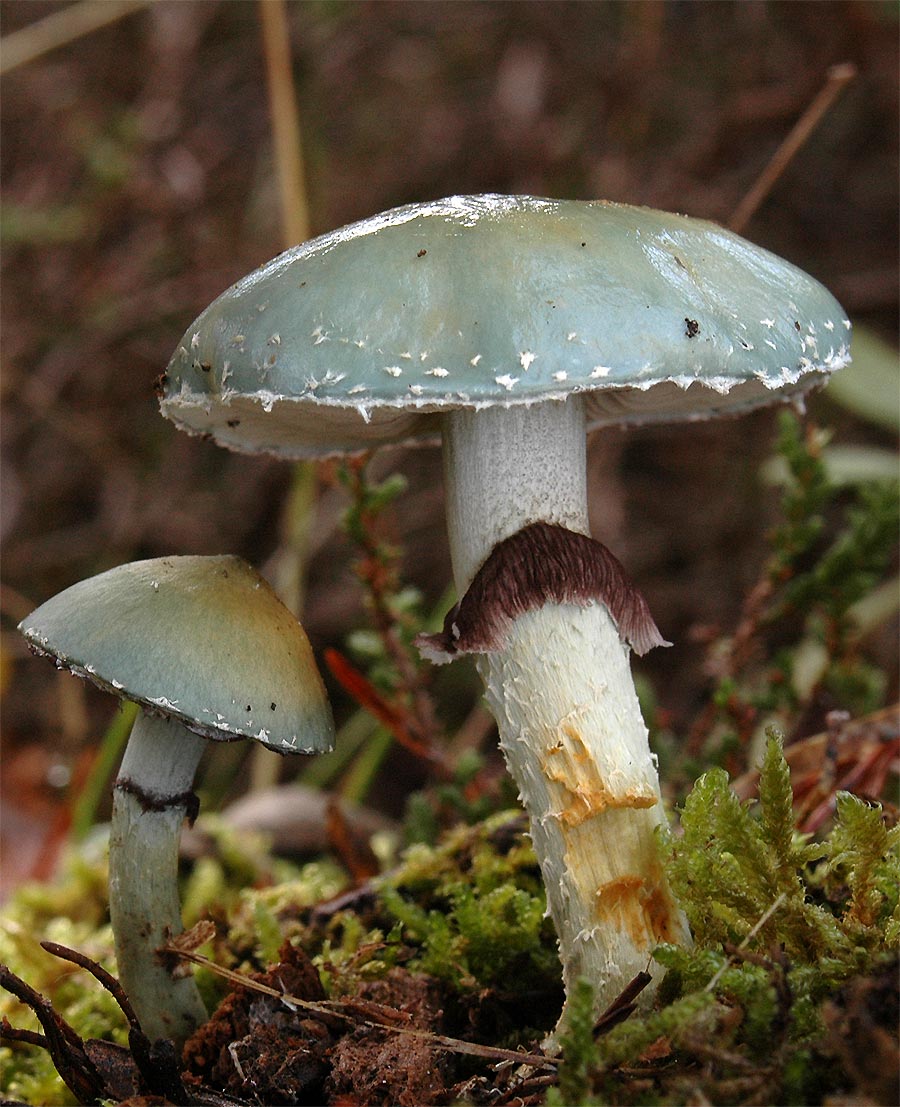 Stropharia aeruginosa (Curtis) Qul. (1872)